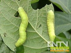 [ÿ��ũ��]����˵�����ֳ�����Ч���