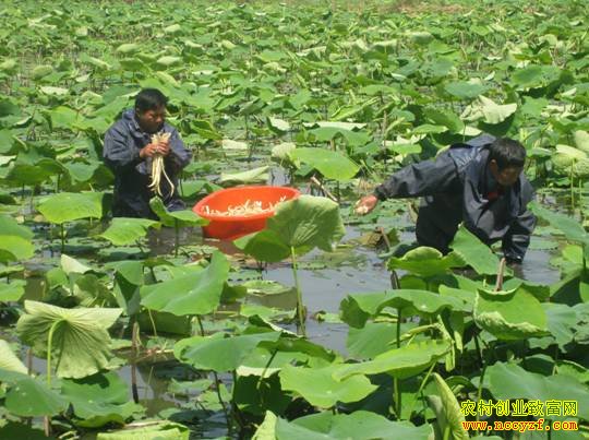 ź����ֲͼƬ