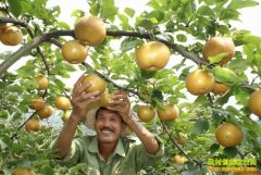 �¸��ð�������ֲ��Ʒɰ�� ��һ�ھͰ�����