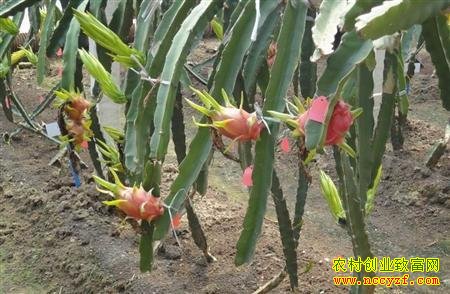 ��������ֲͼƬ