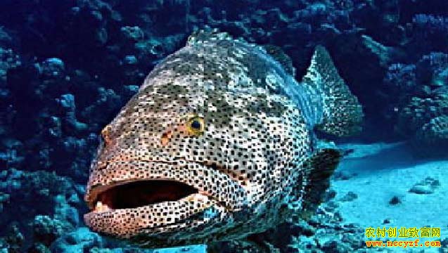 ����ʯ����ͼƬ