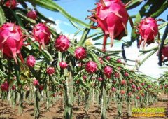 [ÿ��ũ��]һĶ��������׬ʮ��Ԫ������