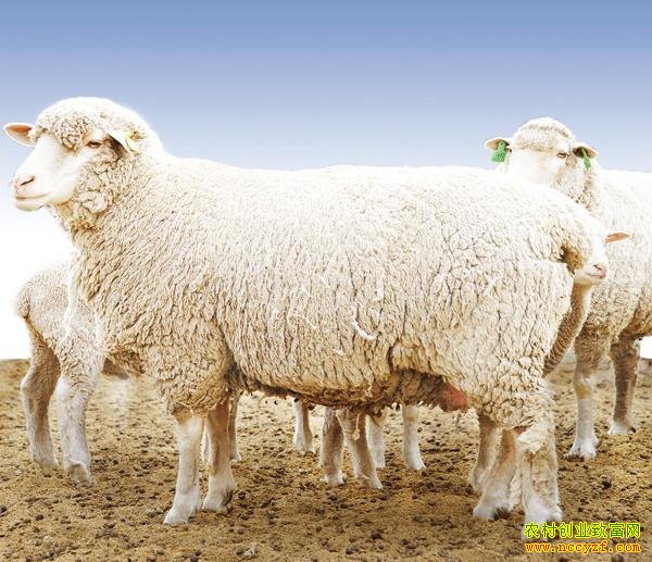 ��������ͼƬ