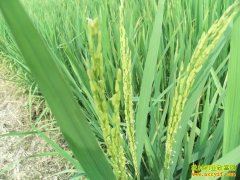 [ũ�����]������17��ˮ����ֲ������Ƶ