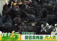 养殖致富项目:微信卖鸡蛋 月入两三万