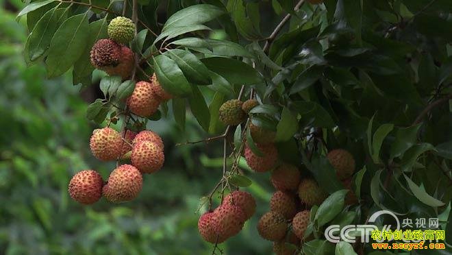 �¸���������16��ǧ�����֦��֮�� 8��21��