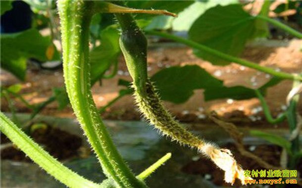 �ƹϻ���ͼƬ