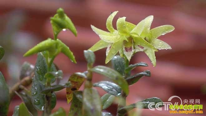 ��Ƥʯ����ֲͼƬ