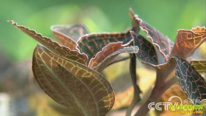 ��������ֲͼƬ