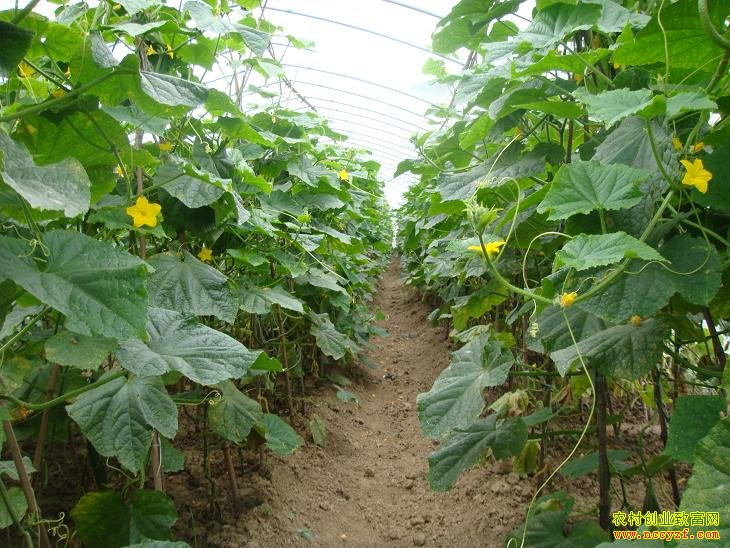 ����ƹ�����ͼƬ