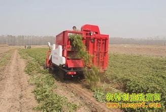 ��ι�뻨�������ջ�