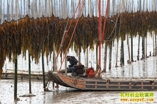 ������ֳͼƬ