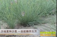 [ÿ��ũ��]ɳ����ɳ�� һĶ��׬������