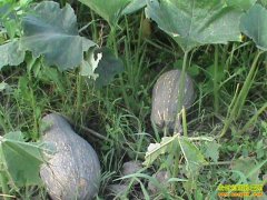 种植致富项目:种南瓜 亩挣一千多元