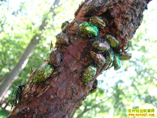 ���ǻ����ͼƬ