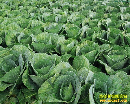 ¢�����߲���ֲ��Ŀ