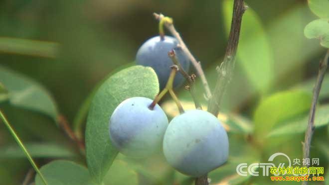 �¸�����Ұ����ݮ�����Ĵ���Ƹ�