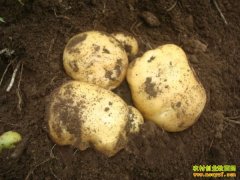 [ũ�����]�������������ط�����Ƶ