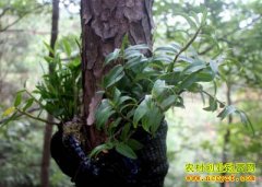 [ÿ��ũ��]��������Ƥʯ���ܹ�ע