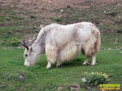 [ÿ��ũ��]ϡ���İ���ţ���Ǻ���