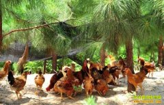 [�Ƽ�Է]�ɽ�����ɽ��������ֳ����