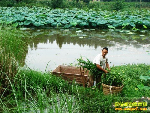 ¢������ֲ�¸���Ŀ