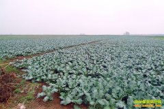 [ũ�����]�����߻�Ҭ�˵���ƷƷ��