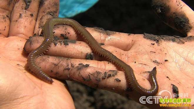 ������ץ��ɳ�ϵĲƸ�