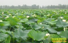 [ÿ��ũ��]ǳˮ��ź�ĲƸ�����