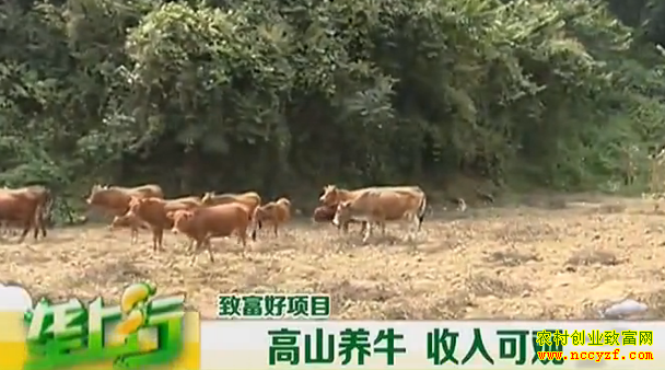 ¢������ֳ�¸���Ŀ����ɽ��ţ ����ɹ�