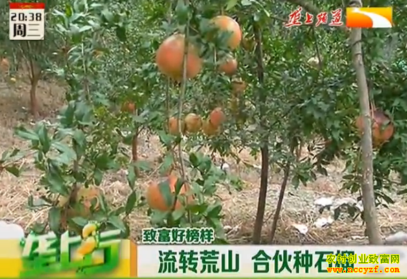 ¢������ֲ�¸���Ŀ����ת��ɽ �ϻ���ʯ��