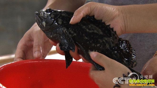 [�¸���]��������������Ȳ�ʱ������ʯ������ֳ�̻�