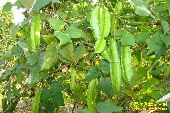 ¢������ֲ�¸���Ŀ����ֲ���ⶹ һĶ������顱