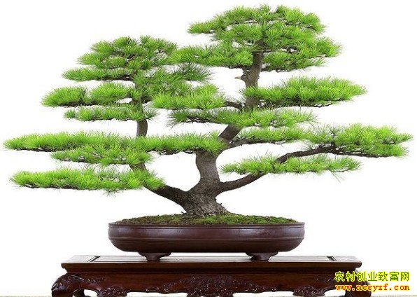 �����辰ͼƬ