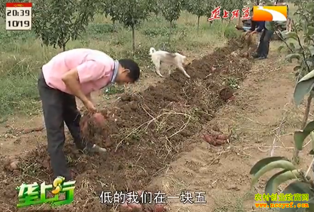 ��������ֲ����