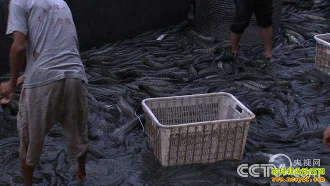 �ܸ��ֺ�������ĺ���Ƹ�