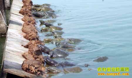 ������ֳ��