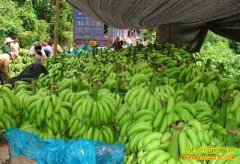 [�۽���ũ]�����㽶�۸���� �㽶������ֲ�����Ի�ϲ