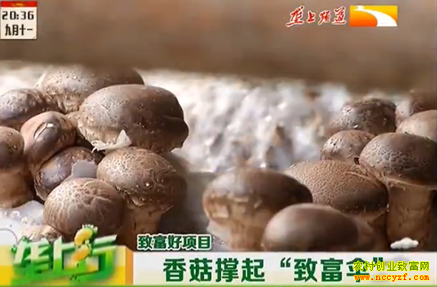 ��ֲ�¸���Ŀ���㹽�����¸�ɡ��