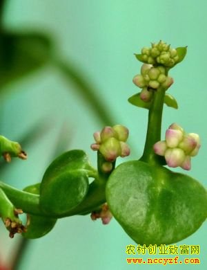 �������¸��� ȴֻ��һ�ֲ�  