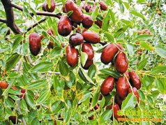 [ÿ��ũ��]��÷��ϵ����䳤��Ч���