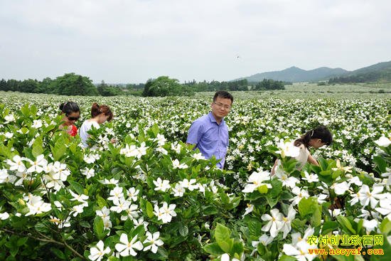 ��ֲ�¸���Ŀ�������ô��� ��ֲЧ���