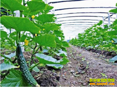 [ũ�����]Խ�������һƹϵ����ϰ���Ԥ������