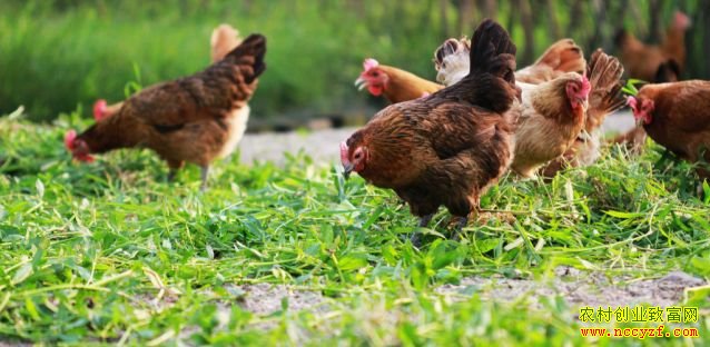 ��̬������