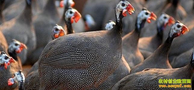 ���鼦��ֳ