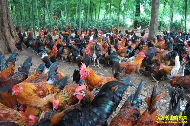 ����ֳ��