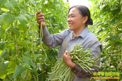 ������ֲ