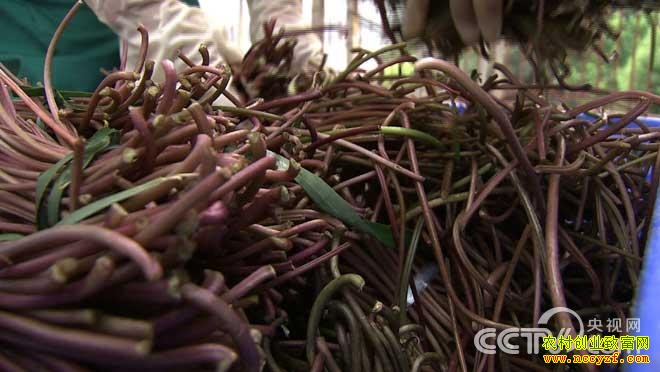 [�¸���]90��С�ﰬ�������������ĲƸ�����