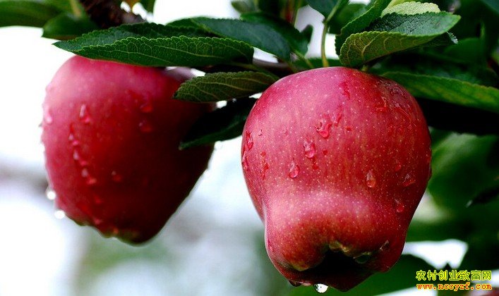 �׺�ƻ��ͼƬ