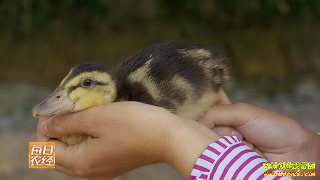 �����ƫ����Ѽ